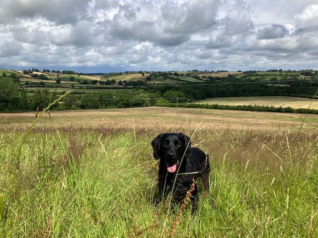 Wordley Farm 📍 Worcestershire, EnglandPartner with a pristine organic livestock farm open to new enterprises