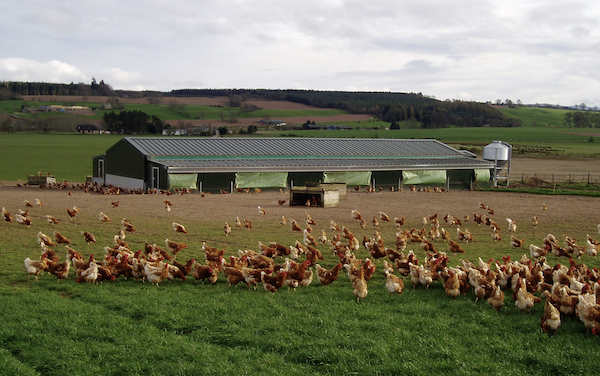 Newmiln Farm 📍 Perth, ScotlandLeverage established Pig & Poultry enterprises on a thriving Organic Farm and Butchery in Scotland