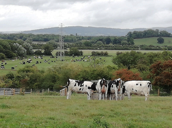 Norton Court Farm: Diversification & Farm Transition Support