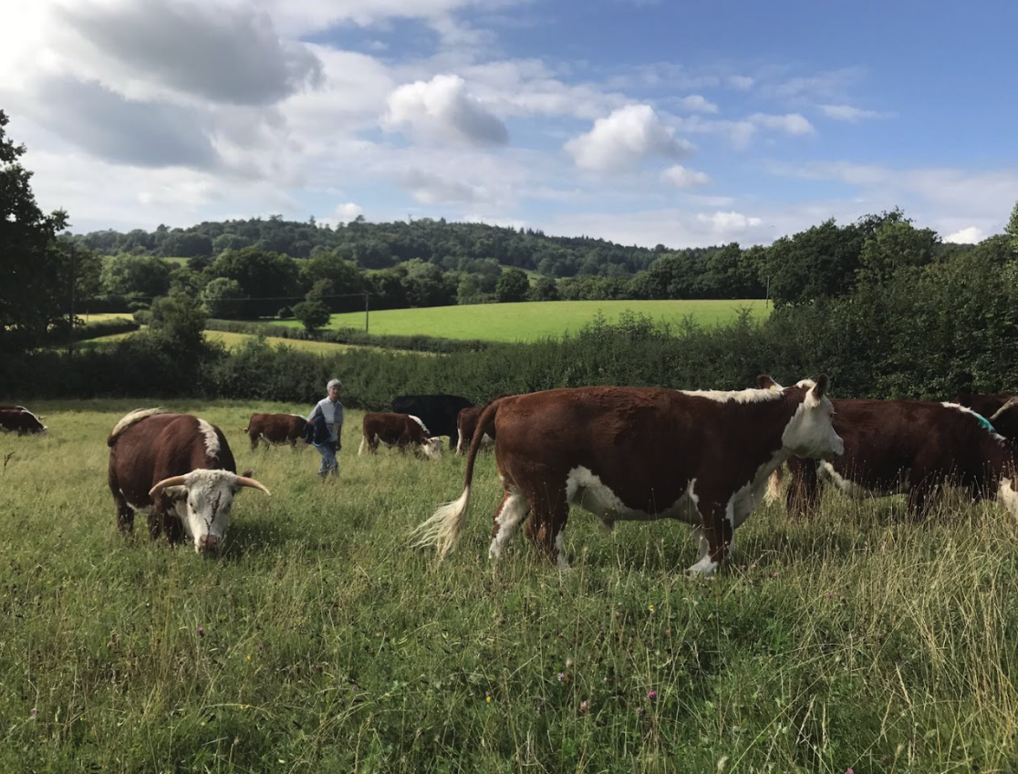 Romshed & Broxham Farm: Collaboration & Succession